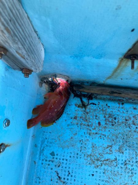 ロックフィッシュ