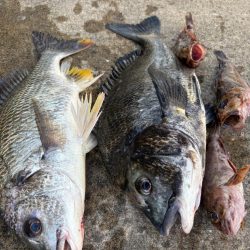 チヌの引き強くて楽しめました!