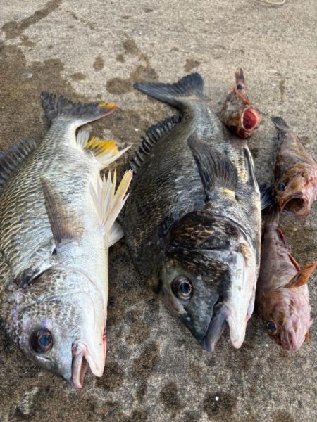 チヌの引き強くて楽しめました!