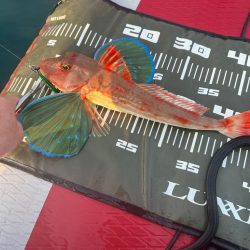 サップフィッシングす