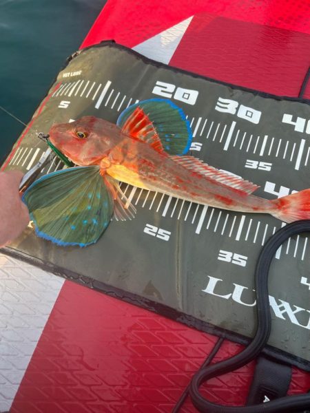 サップフィッシングす