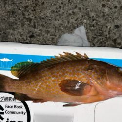 キーパーアコウを捕獲成功