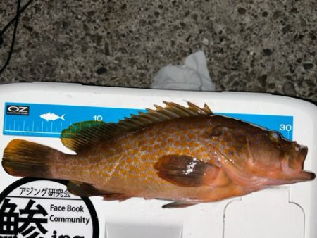 キーパーアコウを捕獲成功