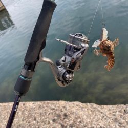 根魚マンション発見