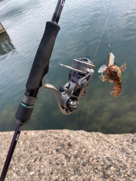 根魚マンション発見