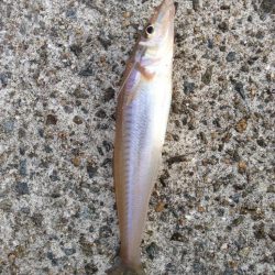 シロギスシーズン到来