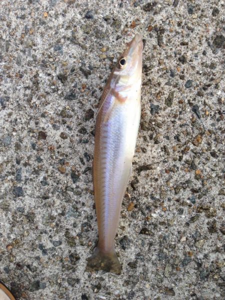 シロギスシーズン到来