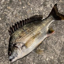 ヘチってきました