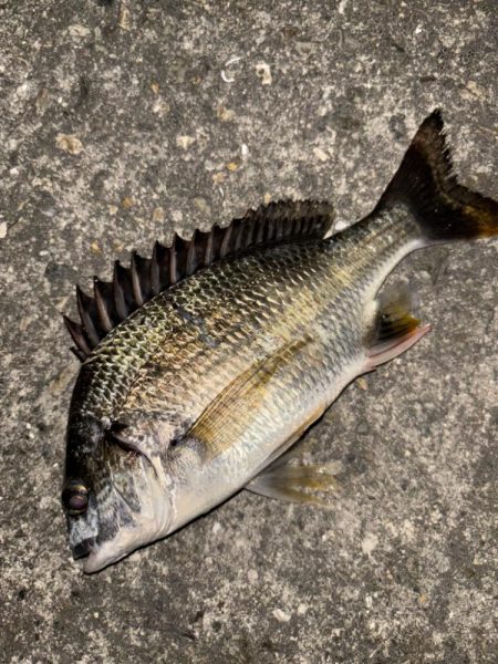 ヘチってきました