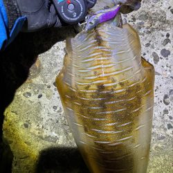 エギング　渋くても釣果あり