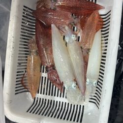 シーズン2回目イカメタル