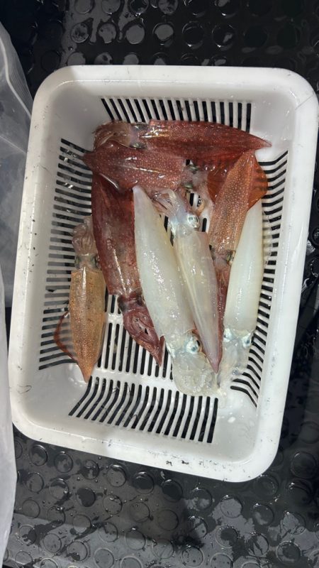 シーズン2回目イカメタル