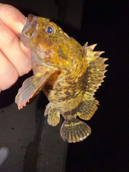 若潮メバリング