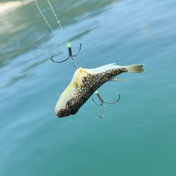 ショウサイフグ/カットウ