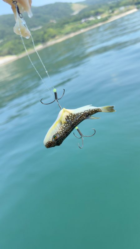 ショウサイフグ/カットウ