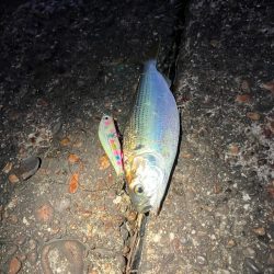 まいだいるのか？コノシロ祭り