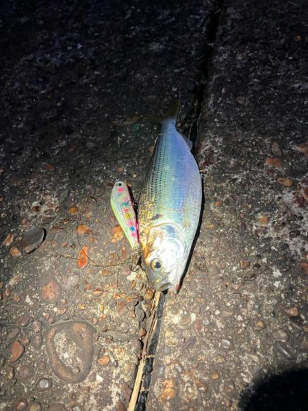 まいだいるのか？コノシロ祭り