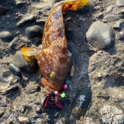 キジハタしか釣れない