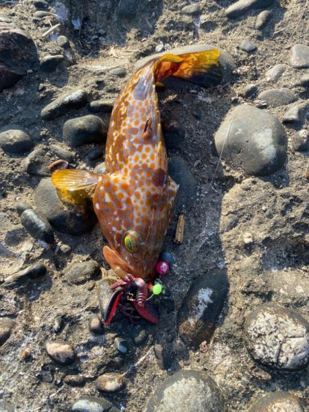 キジハタしか釣れない