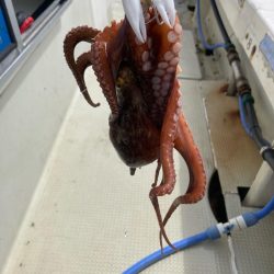 タコ釣りの新しいコツ