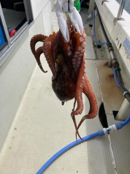 タコ釣りの新しいコツ