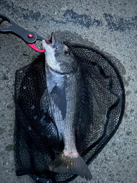 今日もチニング