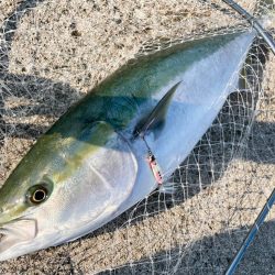 6月滑り込みのブリ！