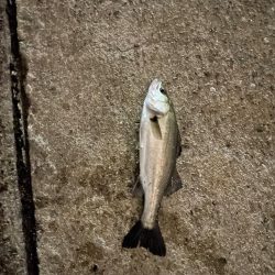 前日に続いてのバチシーバス