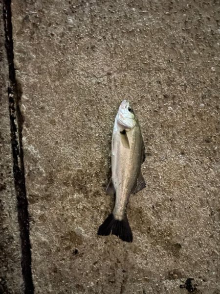 前日に続いてのバチシーバス