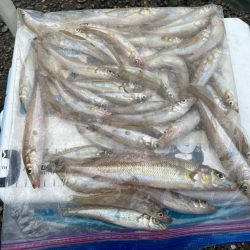 シロギスタ:ぶらり途中下浜の旅