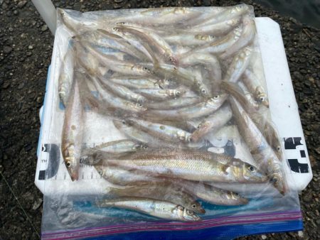 シロギスタ:ぶらり途中下浜の旅