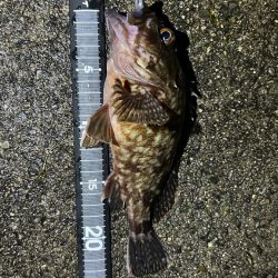 久しぶりのアコウ