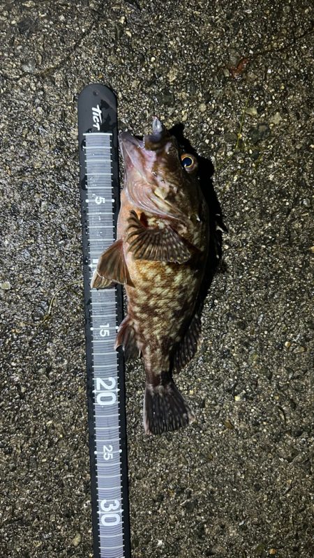 久しぶりのアコウ