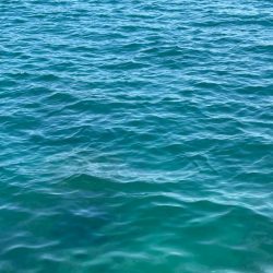 激渋エギングでもボウズ逃れ