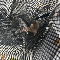 今津から明石までタコ釣り