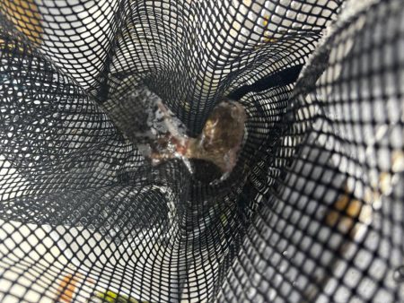 今津から明石までタコ釣り