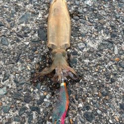 暑い…早々に納竿