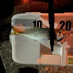 今日はアジつれた