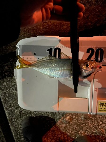 今日はアジつれた