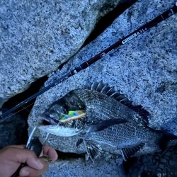 ベイトがいい感じです遡上してきたみたい…狙いますよ、シーバスくんを！