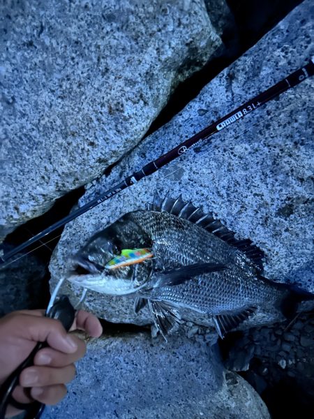 ベイトがいい感じです遡上してきたみたい…狙…