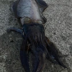 朝マズメのアオリイカ狙いで1杯GET