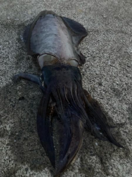 朝マズメのアオリイカ狙いで1杯GET