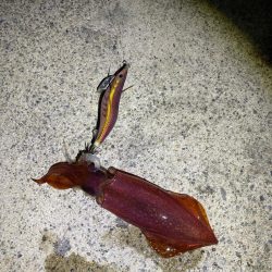 ケンサキエギング