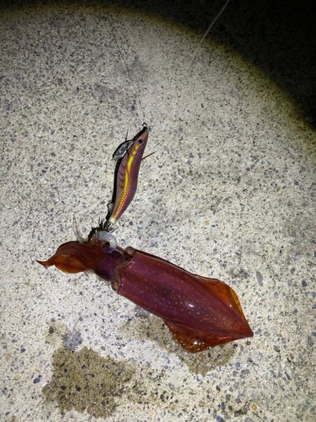 ケンサキエギング