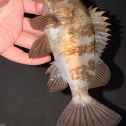 梅雨メバリング数釣り