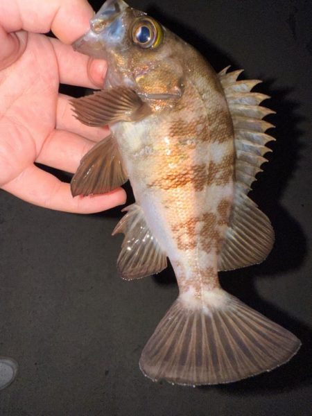 梅雨メバリング数釣り