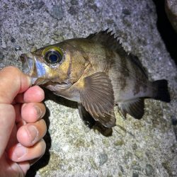 リベンジメバル