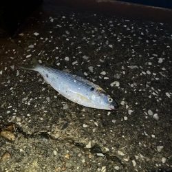 コノシロの群れで大遊び