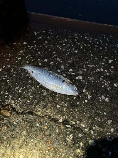 コノシロの群れで大遊び